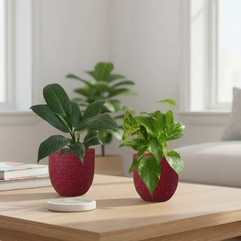 Greenkin Lily & Gold King Live Plants (Red) - Set Of Two media 1