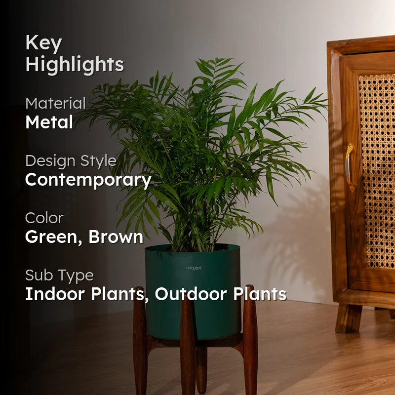 Kyari Areca Palm With Metal Self Watering Pot (Green) - 2.5 Feet media 2