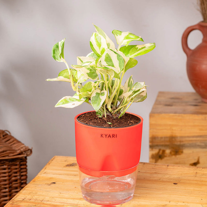 Kyari Money Plant With Self Watering Pot (Red) - 18 cm media 3
