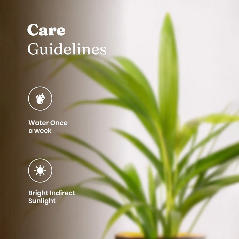 Kyari Areca Palm With Self Watering Pot - Grey media 5