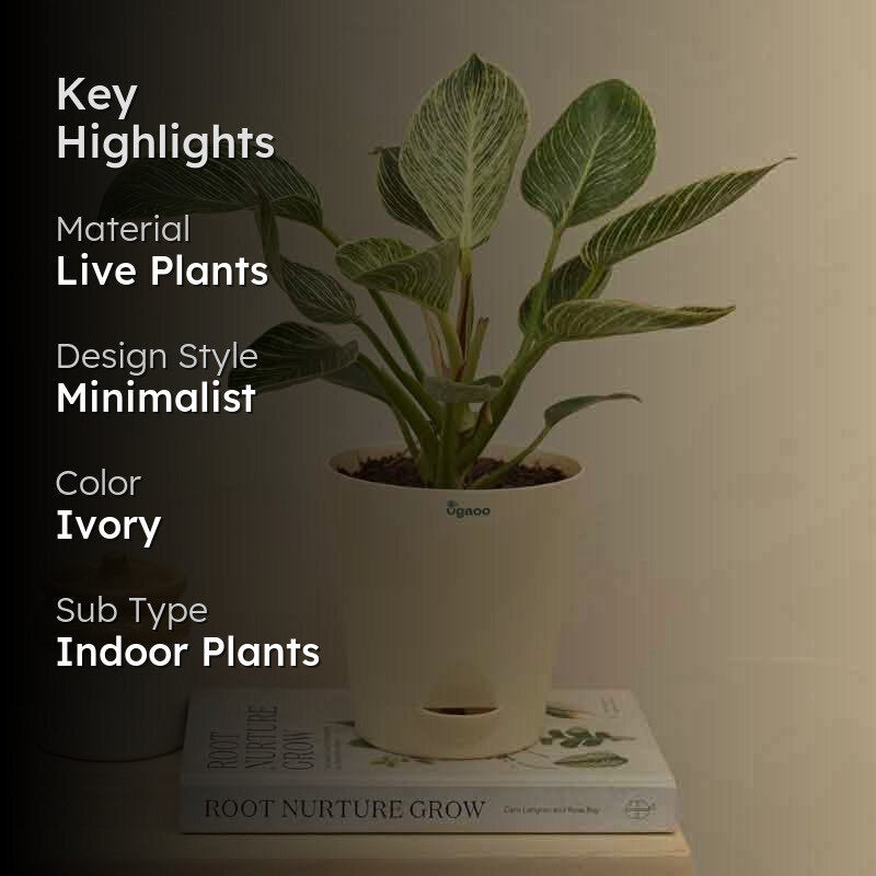 Ugaoo Philodendron Birkin Plant - Medium media 2