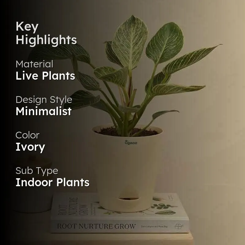 Ugaoo Philodendron Birkin Plant - Medium media 2