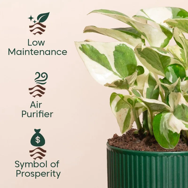 Kyari Money Plant with Self Watering Pot - Green - 4