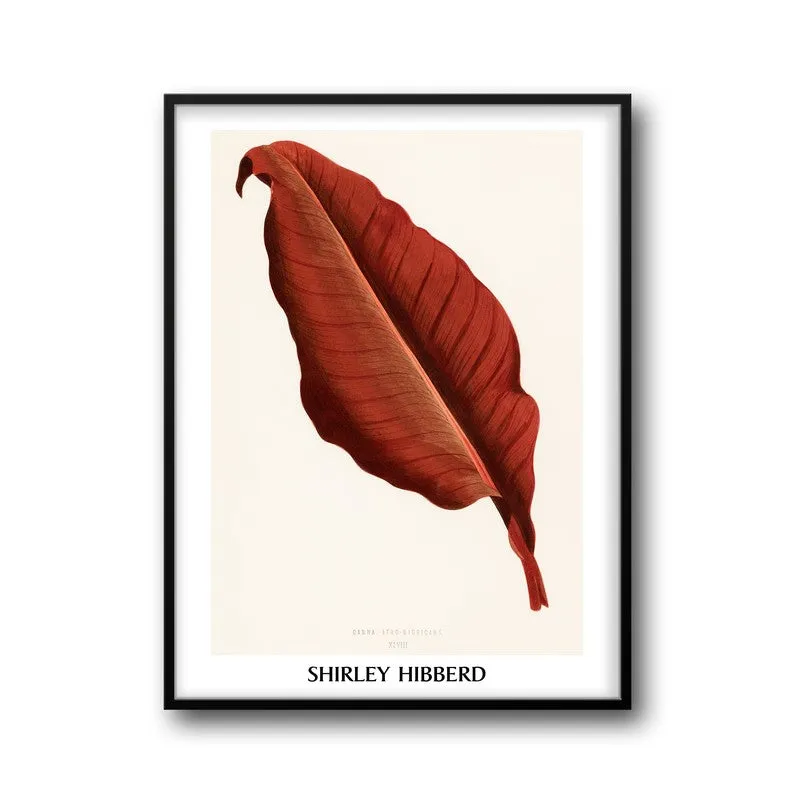 Canna Atro Nigricans Shirley Hibberd Archival Canvas Wall Painting - Black Frame media 5
