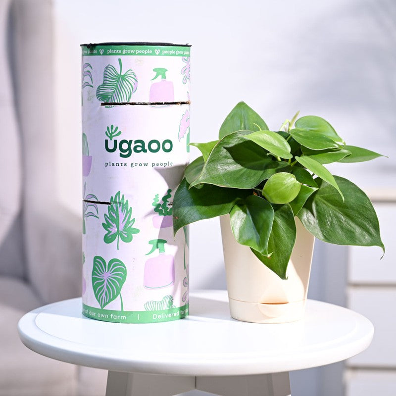 Live Plants