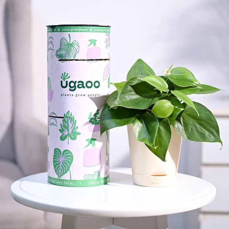 Ugaoo Philodendron Oxycardium Green Plant media 1