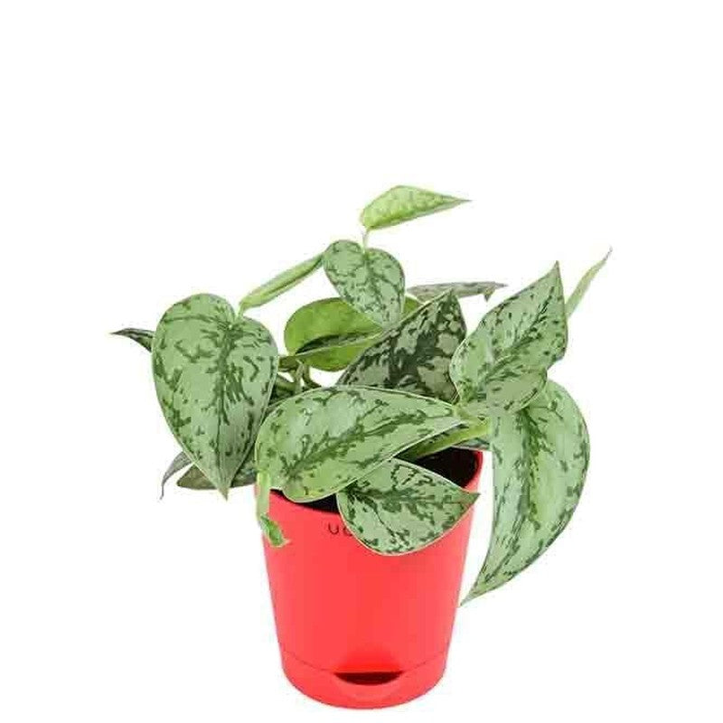 Ugaoo Satin Silver Splash Plant media 3