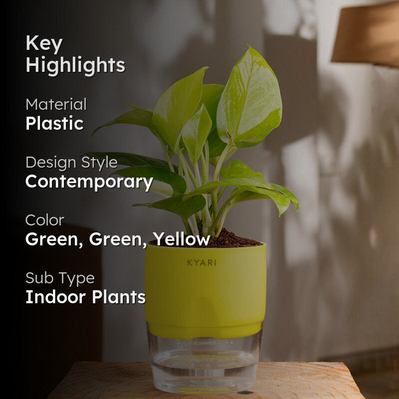 Kyari Golden Pothos With Self Watering Pot (Yellow) - 18 cm media 2