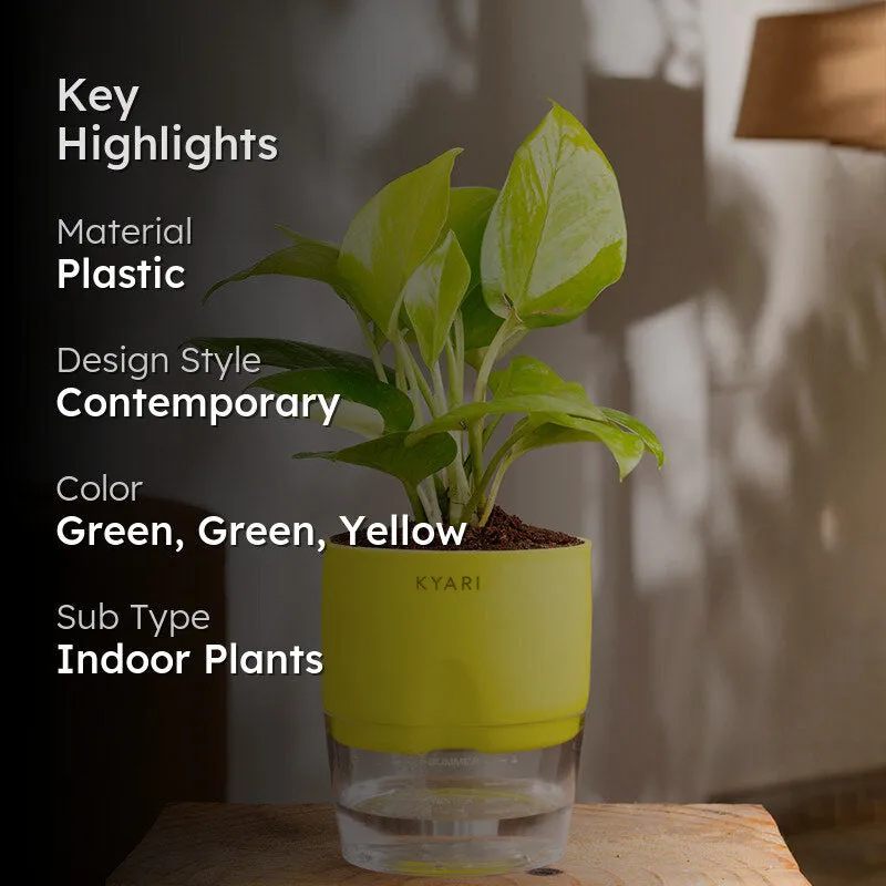 Kyari Golden Pothos With Self Watering Pot (Yellow) - 18 cm media 2