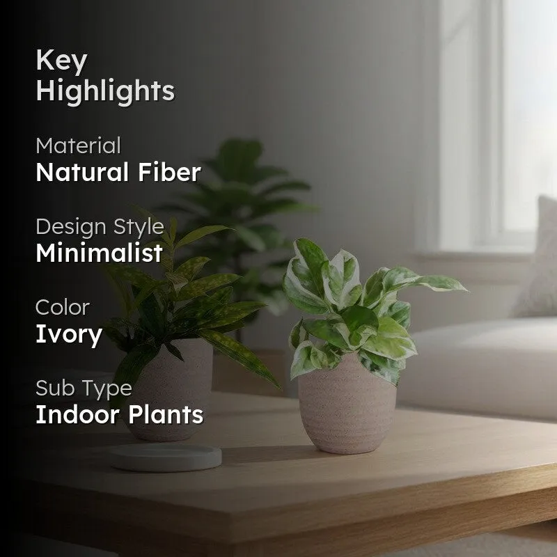 Greenkin Bamboo & Njoy Live Plants (Ivory) - Set Of Two media 2
