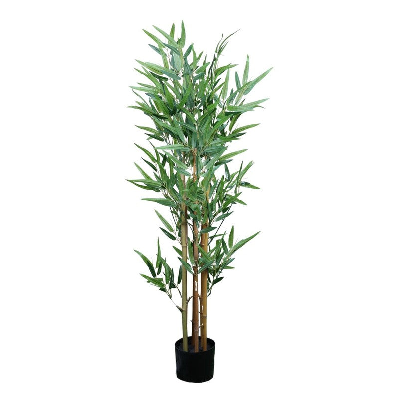 VerdaBloom Bamboo Plant With Black Fiber Pot - 3.9 Feet media 4