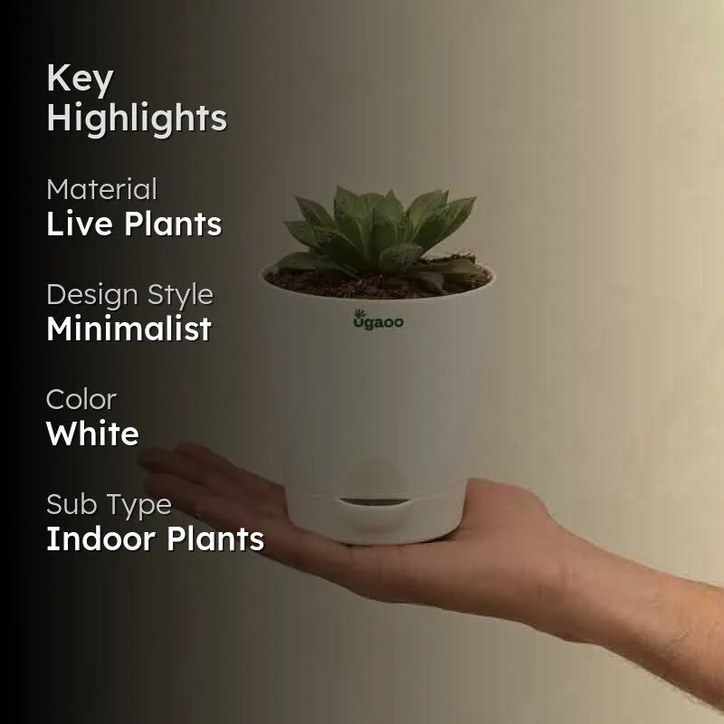 Ugaoo Haworthia Maculata Plant media 2