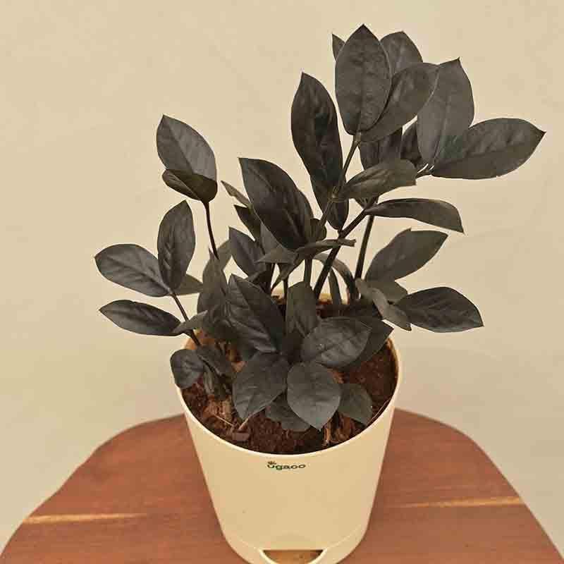 Ugaoo Zamia ZZ Black Plant media 5