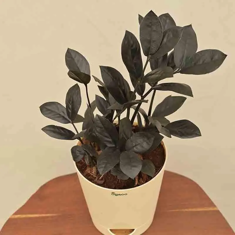 Ugaoo Zamia ZZ Black Plant media 5