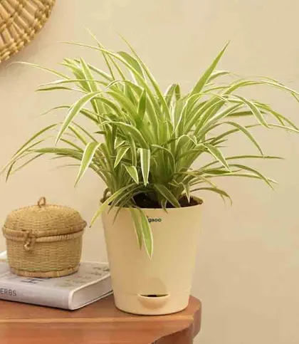 Live Plants