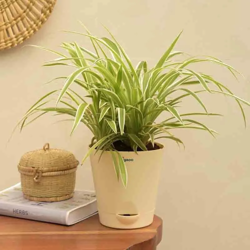 Ugaoo Spider Plant - Medium media 1