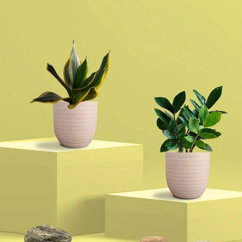 Greenkin ZZ & Golden Snake Live Plants (Ivory) - Set Of Two media 3
