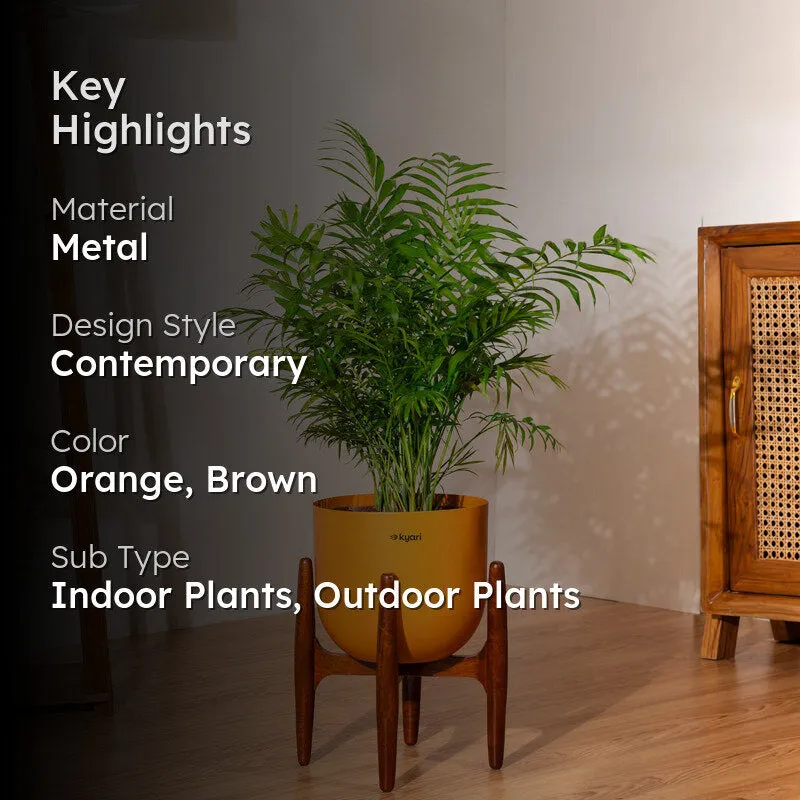 Kyari Areca Palm With Metal Self Watering Pot (Orange) - 3 Feet media 2