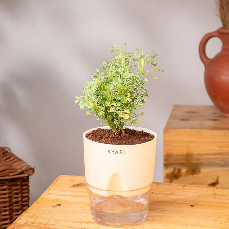 Kyari Variegated Aralia Plant With Self Watering Pot (Ivory) - 18 cm media 3