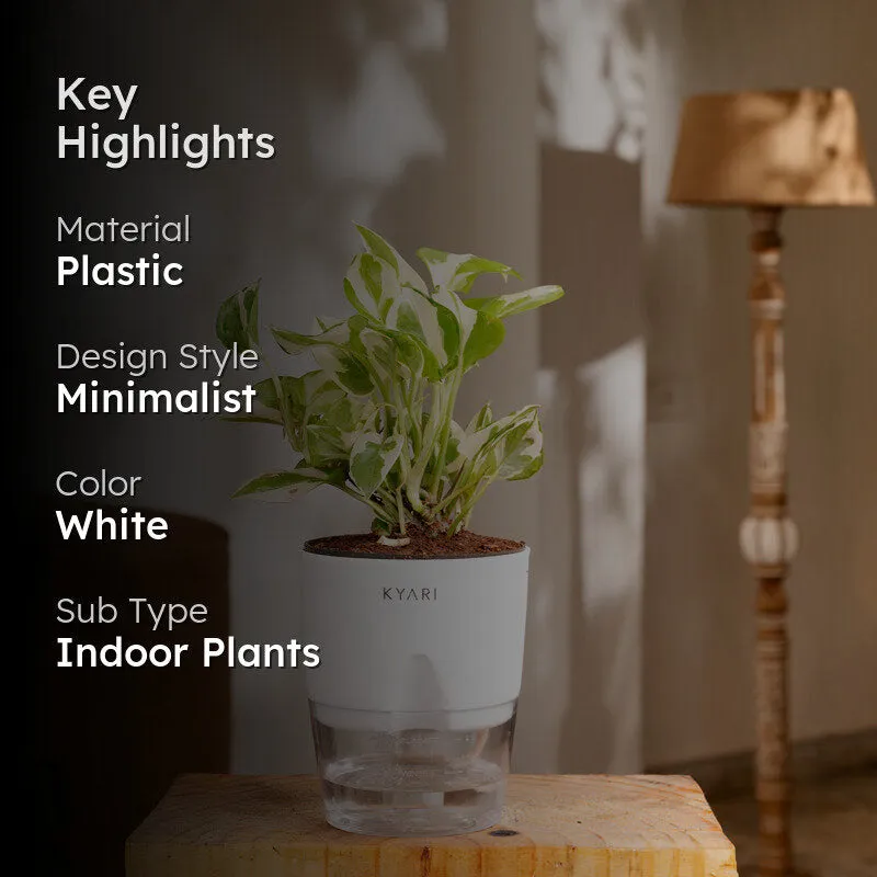 Kyari Money Plant With Self Watering Pot - White media 2