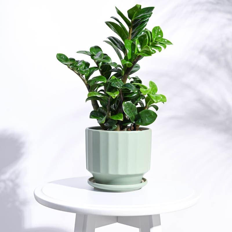 Lexie Ceramic Planter - Mint media 3