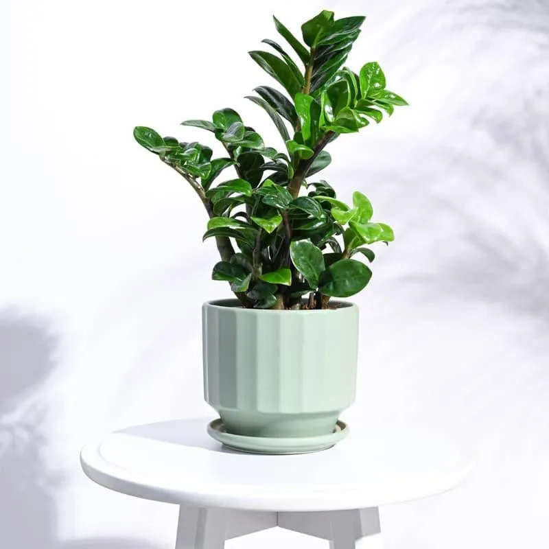 Lexie Ceramic Planter - Mint media 3