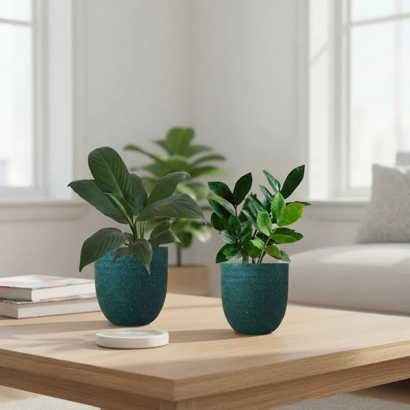 Greenkin ZZ & Peace Lily Live Plants (Green) - Set Of Two media 1