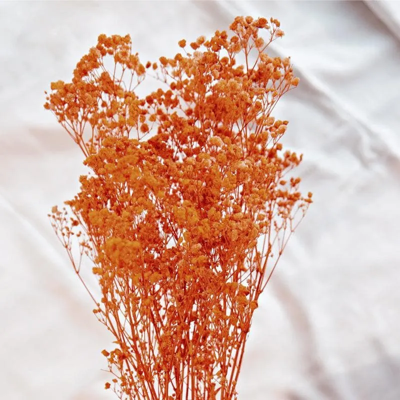 Naturally Dried Baby Breath Gypsophila Stems (Orange) - Set Of Five media 4