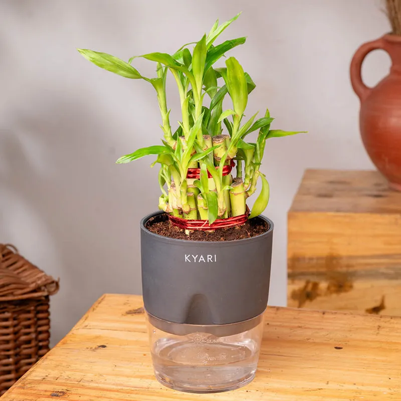 Kyari 2-Layer Lucky Bamboo With Self Watering Pot (Grey) - 18 cm media 3