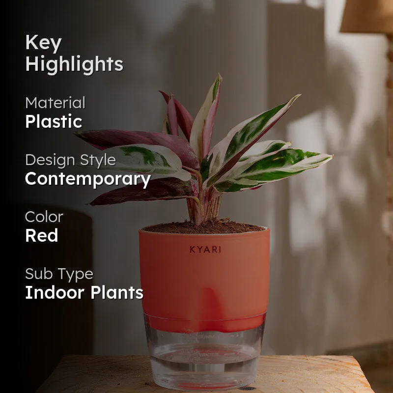 Kyari Calathea Triostar With Self Watering Pot - Red media 2