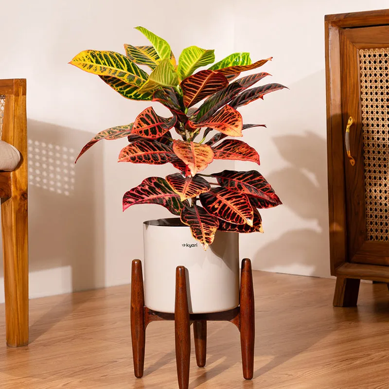Kyari Croton Plant With Metal Self Watering Pot (Beige) - 2 Feet media 1