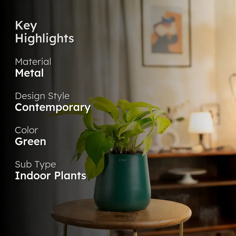 Kyari Golden Pothos Plant With Metal Self Watering Pot - Green media 2