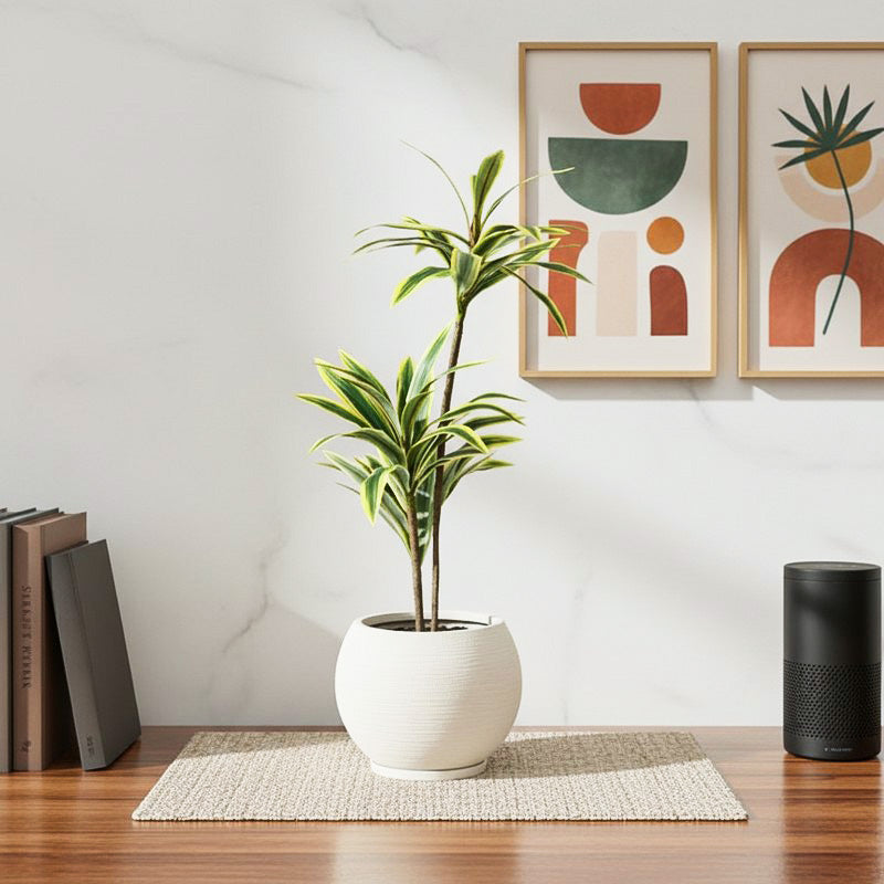 Soilyn Artificial Dracaena Plant - 2.5 Feet