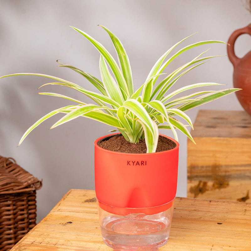 Kyari Spider Plant With Self Watering Pot (Red) - 18 cm media 3