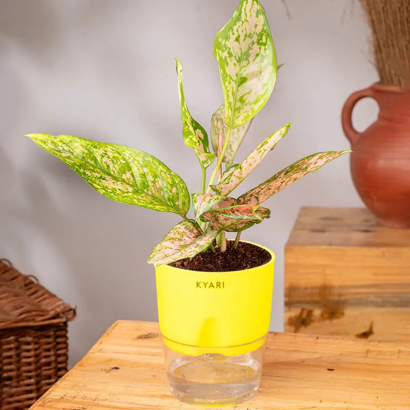 Kyari Agalonema Snow Plant With Self Watering Pot (Yellow) - 18 cm media 1