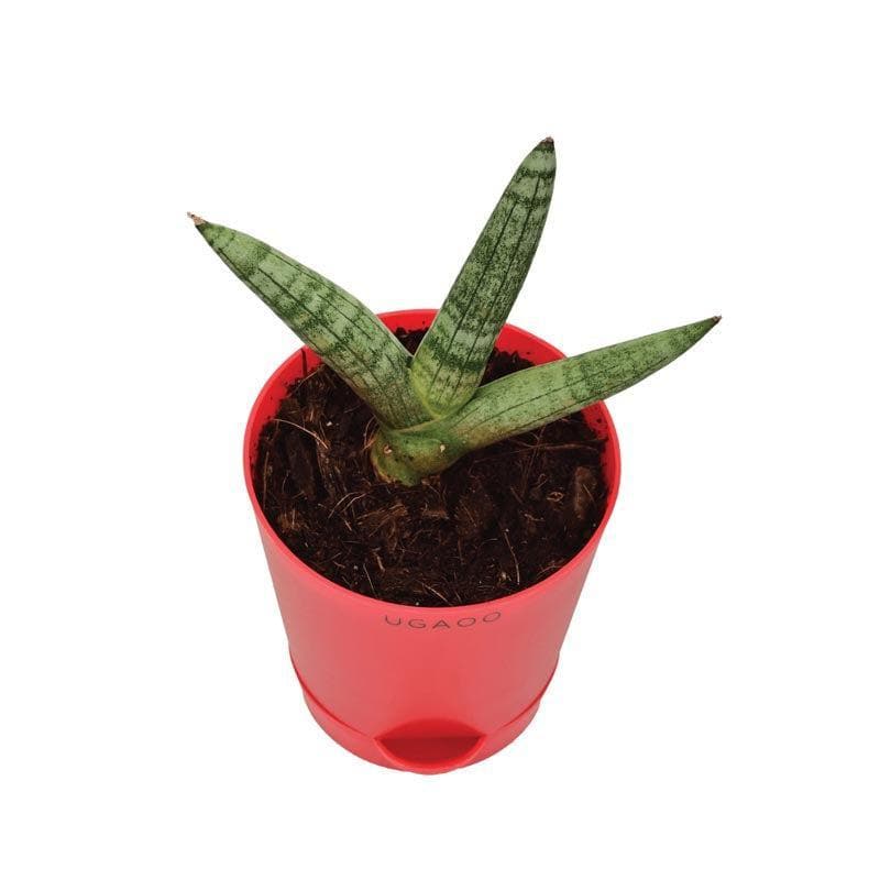 Live Plants