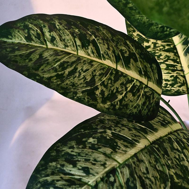 Faux Everlasting Dieffenbachia Plant With Black Plastic Pot - 63 cm (2.1 ft) media 4