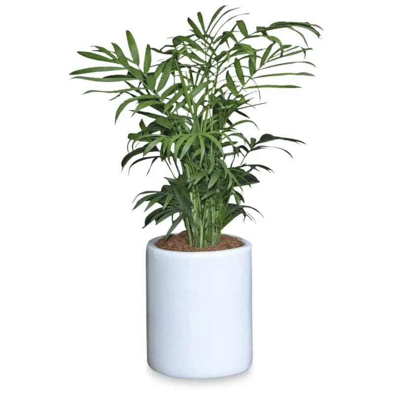 Ugaoo Lilac Stories Ceramic Pot (10 CM) - White media 4
