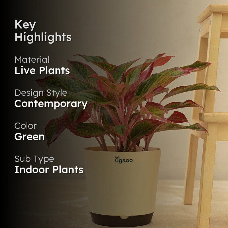 Ugaoo Aglaonema Natural Live Indoor Plant - Large media 2