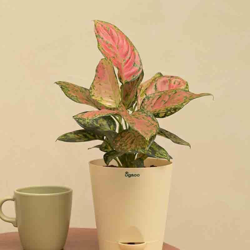 Ugaoo Aglaonema Pink Beauty Plant media 3