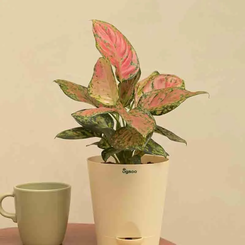 Ugaoo Aglaonema Pink Beauty Plant media 3