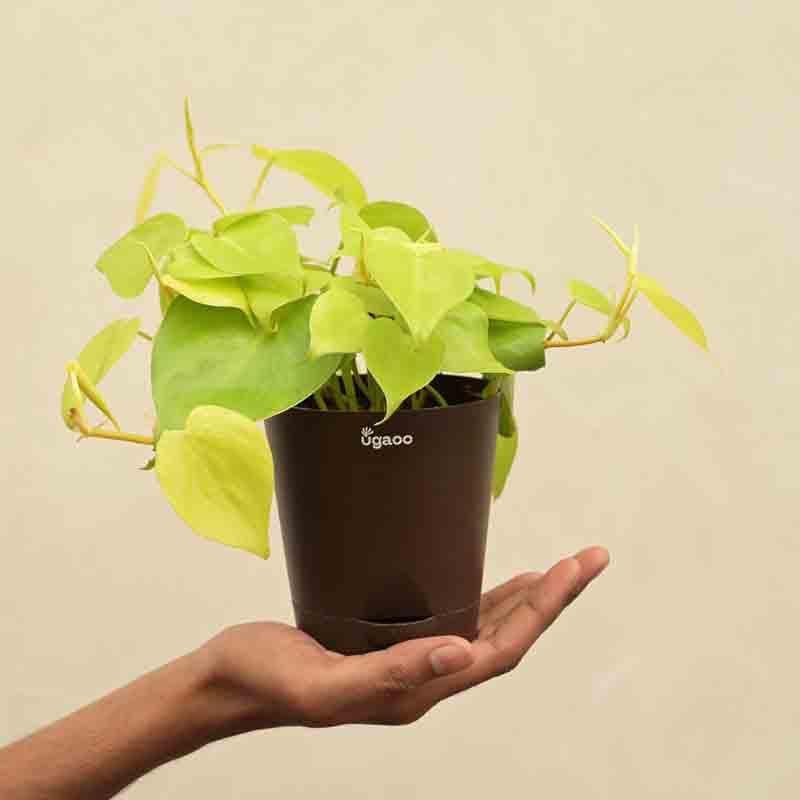 Ugaoo Philodendron Oxycardium Golden Plant media 4