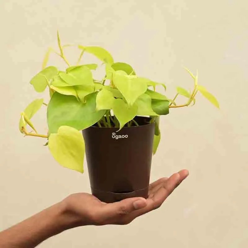 Ugaoo Philodendron Oxycardium Golden Plant media 4