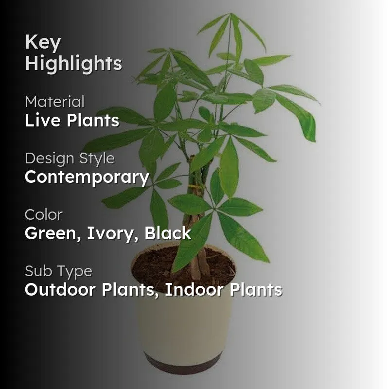 Ugaoo Money Tree media 2