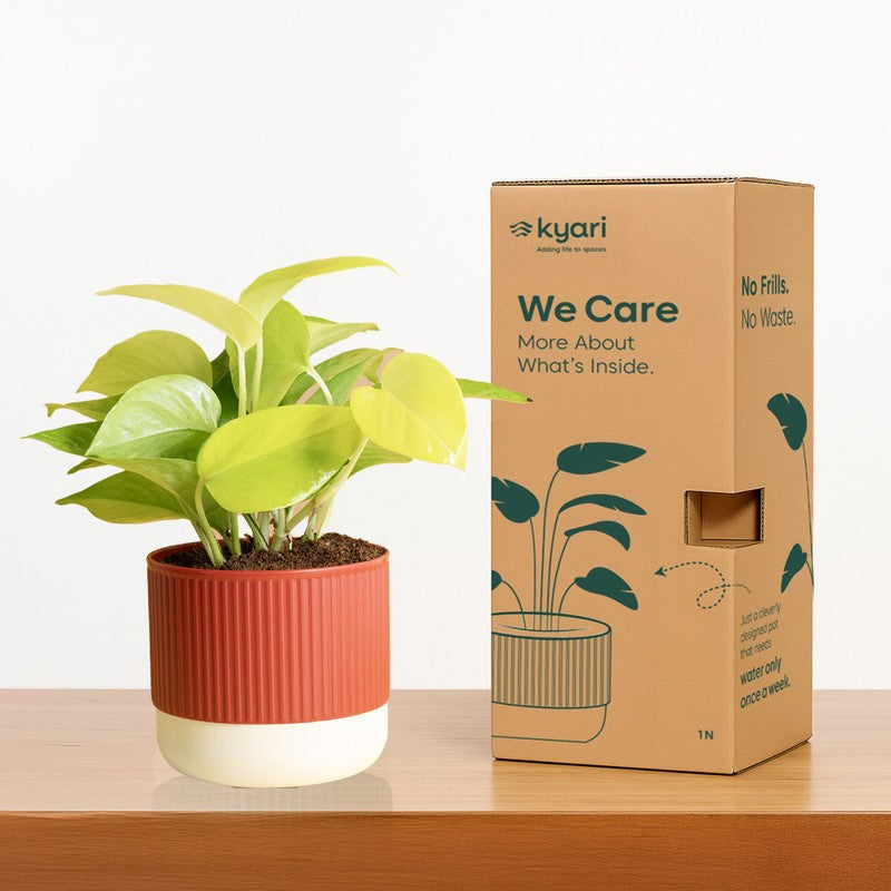 Kyari Broken Heart Plant with Self Watering Pot - Red media 6