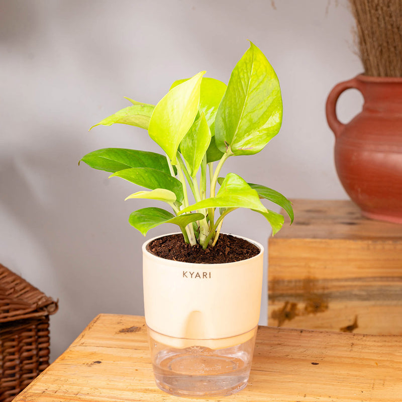 Kyari Golden Money Plant With Self Watering Pot - Ivory media 3