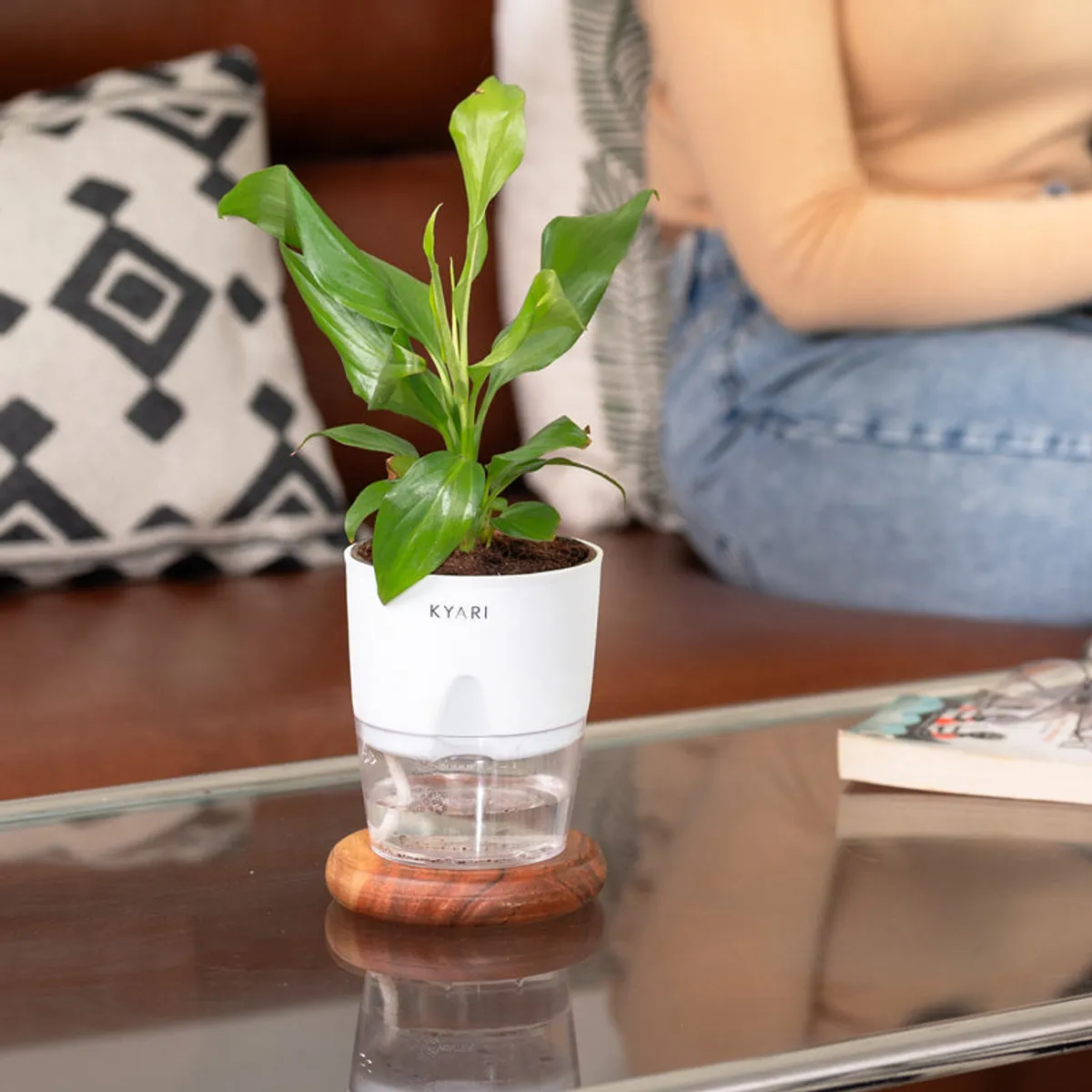 Peace lily in a white planter styled on a living room table