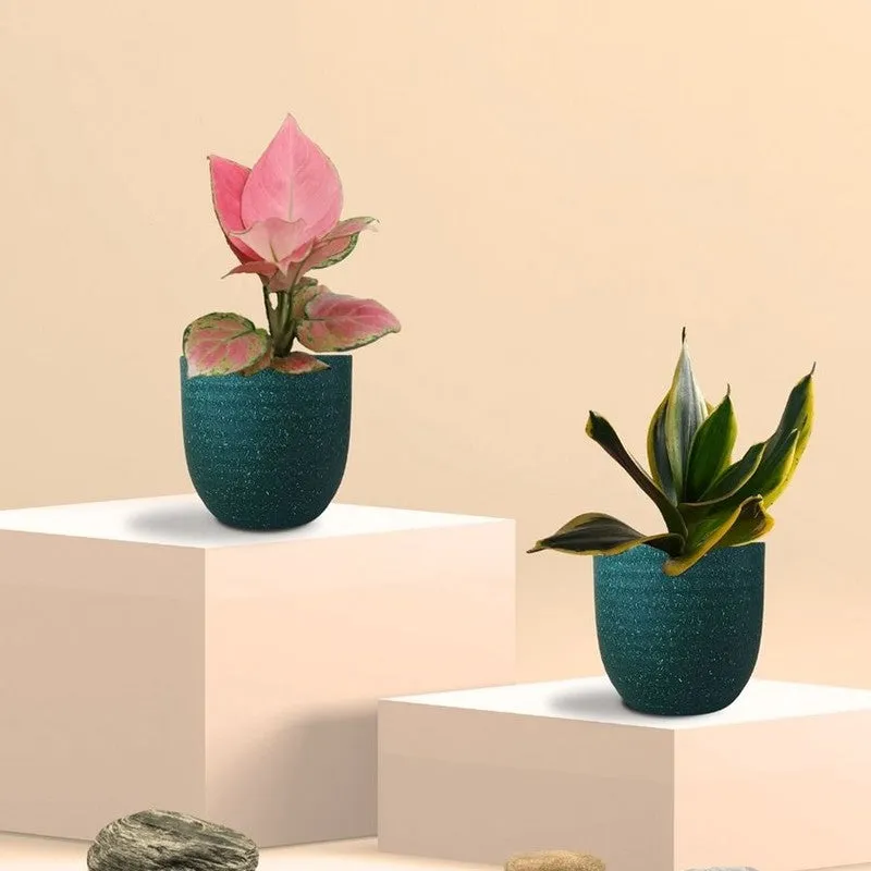 Greenkin Aglaonema Pink & Golden Snake Live Plants (Green) - Set Of Two media 3