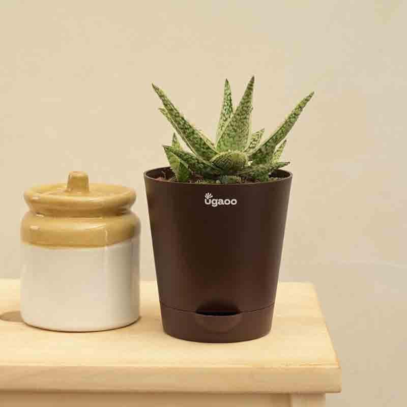 Ugaoo Aloe Blizzard Plant media 6