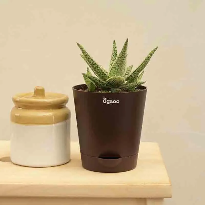 Ugaoo Aloe Blizzard Plant media 6